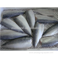Chinese Fish Frozen Pacific Mackerel Fillet For Supermarket